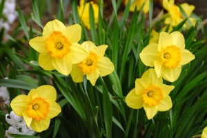 daffodils